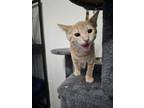 Adopt Gimlet a Domestic Shorthair (short coat) cat in PACIFICA, CA (38899262)