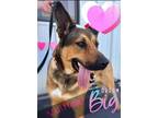 Adopt Vuitton-Adoption Fee Grant Eligible! a German Shepherd Dog / Mixed dog in