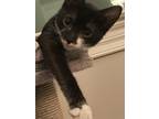 Adopt Johnny a Black & White or Tuxedo Domestic Shorthair / Mixed cat in