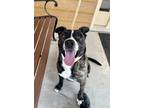 Adopt Chatter a Staffordshire Bull Terrier, Border Collie