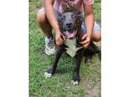 Adopt Lucky a Black Labrador Retriever / Mixed dog in Tioga, LA (38682531)