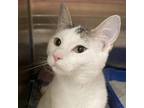 Adopt Clawdeen a White Domestic Shorthair / Mixed cat in Columbia Station