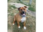 Adopt Syi a Mixed Breed (Medium) / Mixed dog in Fargo, ND (38880330)