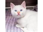 Adopt Chucky a Siamese, Domestic Short Hair