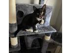 Adopt Kiwi a All Black Domestic Shorthair / Mixed cat in Rochester