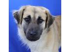 Adopt Randy- 041501S a Shepherd