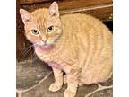 Adopt Molly Moo a Orange or Red (Mostly) Domestic Mediumhair cat in Knoxville