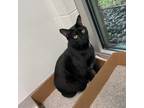 Adopt Cookie a All Black Domestic Shorthair / Mixed cat in Chattanooga
