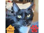 Adopt Costello a All Black Domestic Shorthair / Domestic Shorthair / Mixed cat