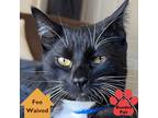 Adopt Abbott a All Black Domestic Shorthair / Domestic Shorthair / Mixed cat in