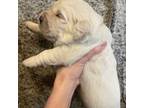 Golden Retriever Puppy for sale in North Pole, AK, USA