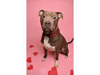 Adopt Fletcher a Gray/Blue/Silver/Salt & Pepper American Pit Bull Terrier /