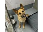 Adopt Champ a German Shepherd Dog