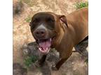 Adopt Max a Chocolate Labrador Retriever, Pit Bull Terrier