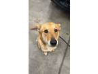 Adopt Fox a Mixed Breed