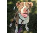 Adopt Shoo Fly Pie a Red/Golden/Orange/Chestnut American Pit Bull Terrier /