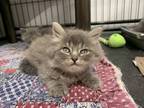 Adopt Lighthouse White a Gray or Blue Domestic Longhair / Domestic Shorthair /