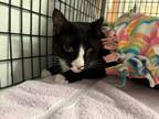 Adopt Midnight Cowboy a Domestic Short Hair