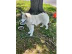 Adopt Loki a Siberian Husky, Mixed Breed