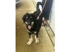 Adopt 55722289 a Standard Poodle, Mixed Breed