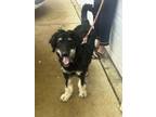 Adopt Lucky a Standard Poodle, Bernese Mountain Dog