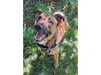 Adopt Rob a German Shepherd Dog / Mixed dog in Logan, UT (38841959)