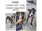 Adopt Lizzy a Mixed Breed (Medium) / Boxer / Mixed dog in Albany, GA (38680750)