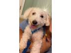 Adopt Bella a White Poodle (Miniature) / Mixed dog in Springfield, VA (38956178)