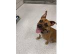 Adopt Amina a Boxer / Mixed Breed (Medium) / Mixed dog in Detroit, MI (38908759)