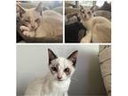 Adopt Frost a Domestic Shorthair / Mixed (short coat) cat in Rome, GA (38944410)