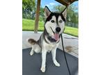 Adopt Axel a Husky / Mixed dog in Lagrange, IN (38704193)