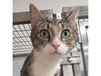 Adopt Emilio a Domestic Short Hair