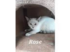 Adopt Rose a Siamese / Mixed (short coat) cat in Rome, GA (38902872)