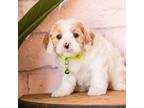 Cavapoo Puppy for sale in Tucson, AZ, USA