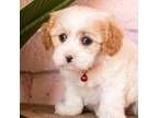 Blenheim cavapoo boy/male