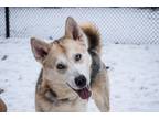 Adopt Joker a Siberian Husky, Mixed Breed