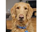 Adopt The Hankinator a Goldendoodle