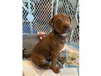 Adopt Jerry a Labrador Retriever, Plott Hound