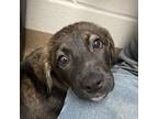 Adopt Toree GCH a Labrador Retriever