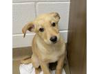 Adopt Teddy GCH a Labrador Retriever