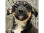 Adopt Kodiak a Mixed Breed