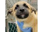 Adopt Rollo a Mixed Breed