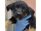 Adopt Jethro a Mixed Breed