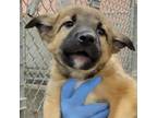 Adopt Mushu a Mixed Breed