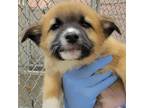 Adopt Nikko a Mixed Breed