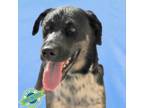 Adopt Duke a Mixed Breed