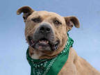 Adopt MCGREGOR a Brown/Chocolate American Pit Bull Terrier / Mixed dog in