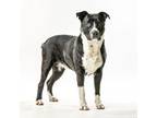 Adopt Shamrock a Pit Bull Terrier