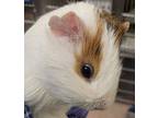 Adopt Caramel a Guinea Pig