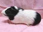 Adopt Albert a Guinea Pig